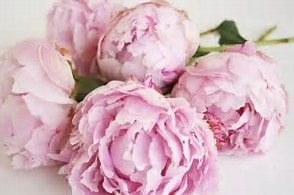 Picking Posies for your Wedding 5 Beautiful flowers - Peony