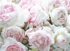 Picking Posies for your Wedding 6 Beautiful flowers - Peony
